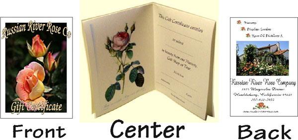 Gift Certificate