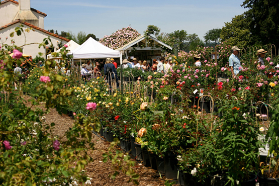 Russian Rose Garden