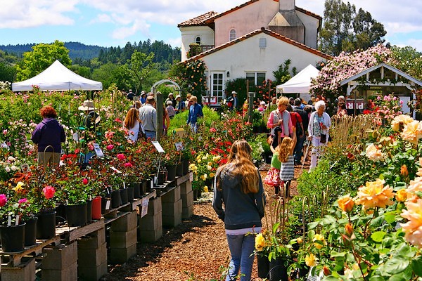 Russian Rose Garden