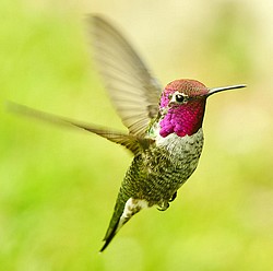 annas-hummingbird
