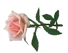 Rose Picture